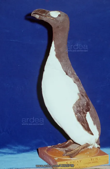: GREAT AUK - extinct species, stuffed : GREAT AUK - extinct species, stuffed