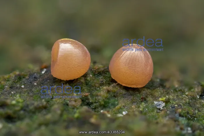 : Great Banded Grayling (Brintesia circe) egg of b : Great Banded Grayling (Brintesia circe) egg of b