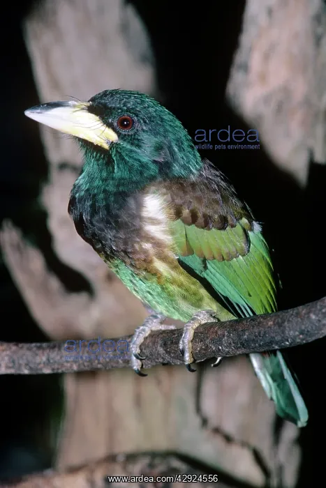 : Great Barbet : Great Barbet