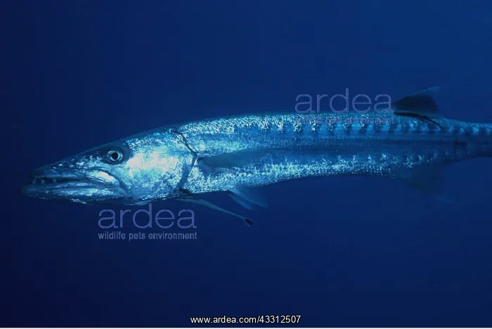 : GREAT BARRACUDA - 1.5 meters long : GREAT BARRACUDA - 1.5 meters long