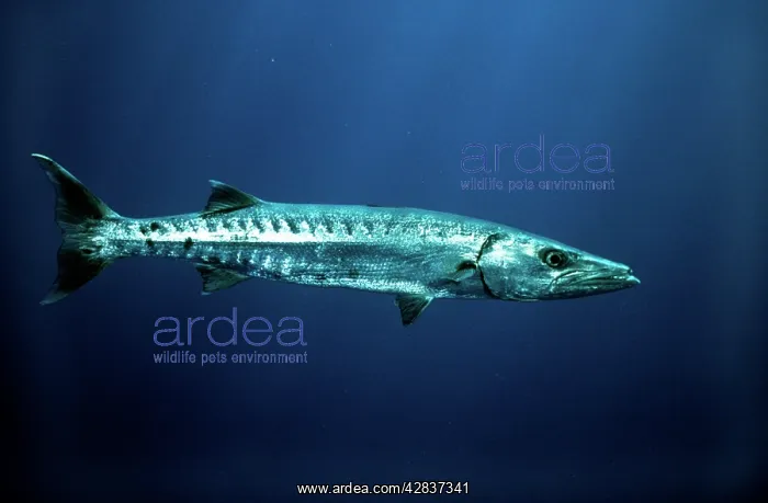 : Great BARRACUDA : Great BARRACUDA