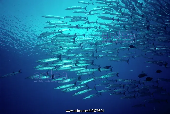 : GREAT BARRACUDA : GREAT BARRACUDA