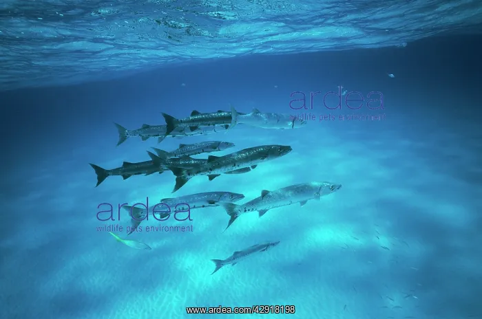 : GREAT BARRACUDA : GREAT BARRACUDA
