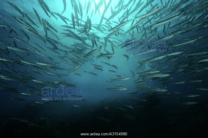 : Great Barracuda : Great Barracuda