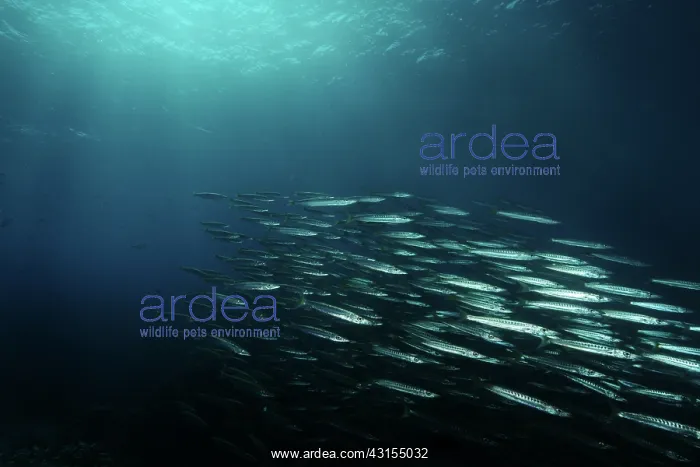 : Great Barracuda : Great Barracuda