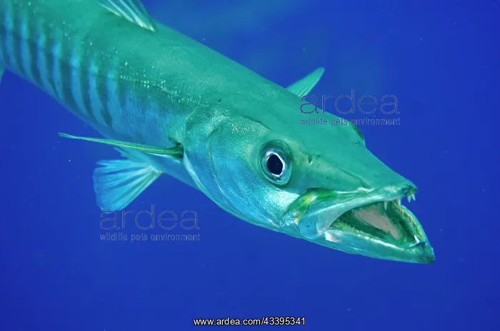 : Great Barracuda : Great Barracuda