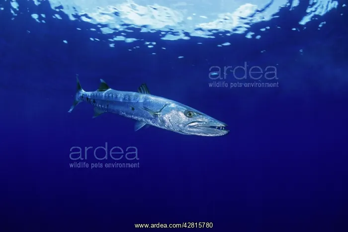 : Great barracuda, Sphyraena barracuda, Witu island, West New : Great barracuda, Sphyraena barracuda, Witu island, West New