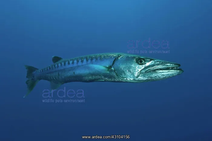 : Great barracuda (Sphyraena barracuda), Indo-Pacific : Great barracuda (Sphyraena barracuda), Indo-Pacific