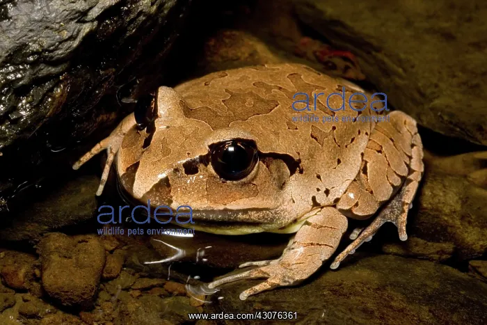 : Great barred frog : Great barred frog
