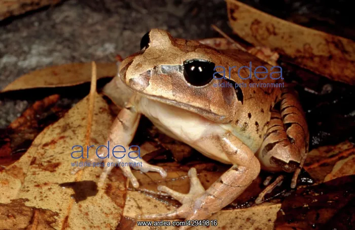 : Great barred / Striped great barred frog - on forest floor : Great barred / Striped great barred frog - on forest floor