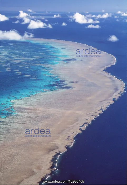 : Great Barrier Reef - Hook Reef, Aerial : Great Barrier Reef - Hook Reef, Aerial