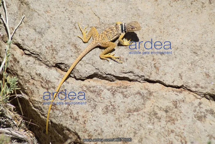 : Great Basin collared lizard : Great Basin collared lizard