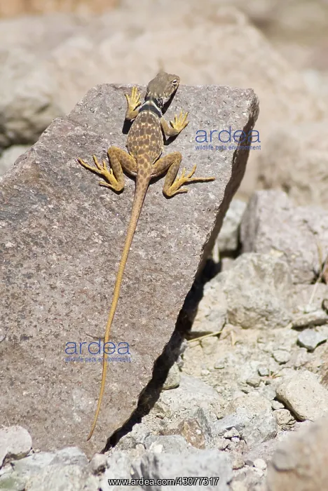  : Great Basin collared lizard