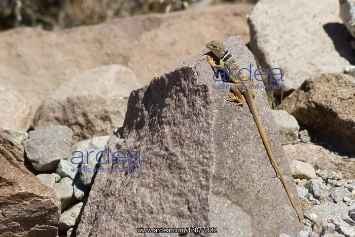 : Great Basin collared lizard : Great Basin collared lizard