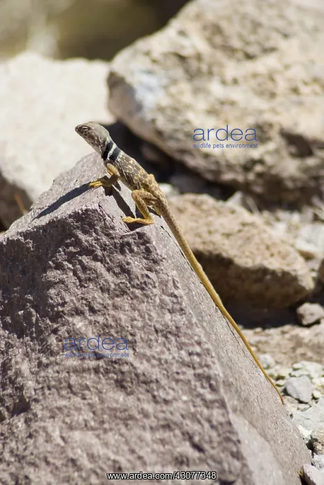 : Great Basin collared lizard : Great Basin collared lizard