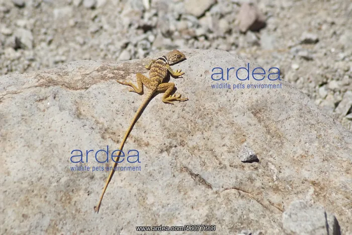: Great Basin collared lizard : Great Basin collared lizard