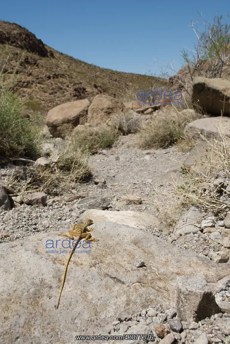 : Great Basin collared lizard : Great Basin collared lizard