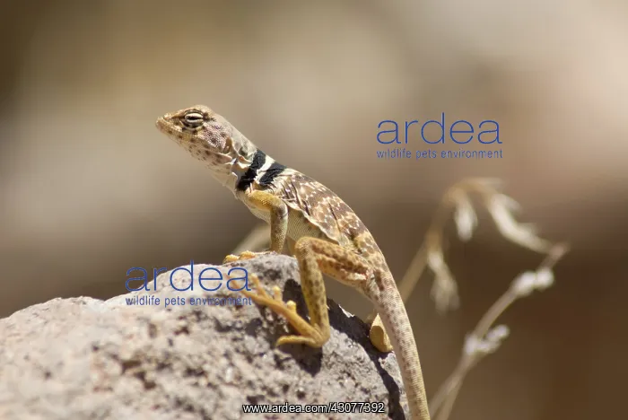 : Great Basin collared lizard : Great Basin collared lizard