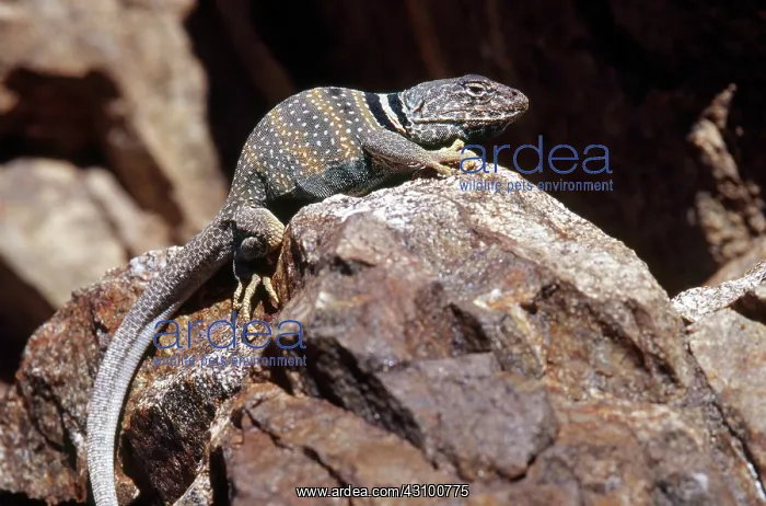 : Great Basin Collared Lizard : Great Basin Collared Lizard
