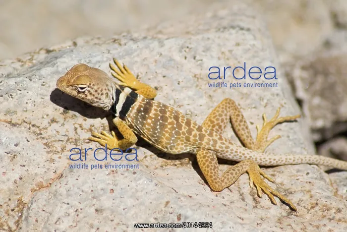 : Great Basin collared lizard : Great Basin collared lizard