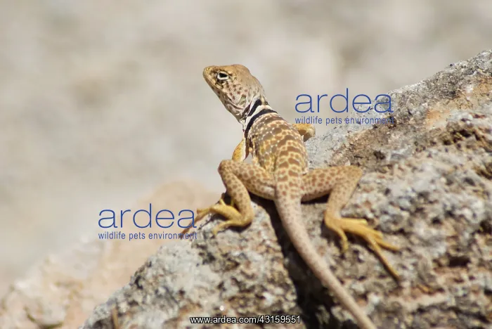 : Great Basin collared lizard : Great Basin collared lizard