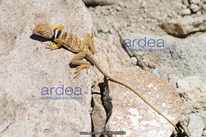 : Great Basin collared lizard : Great Basin collared lizard