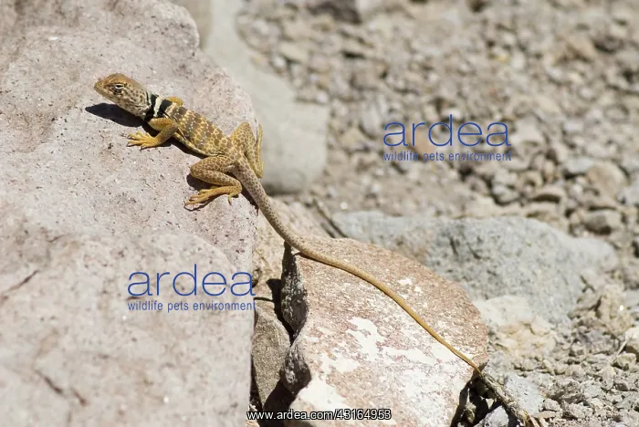 : Great Basin collared lizard : Great Basin collared lizard