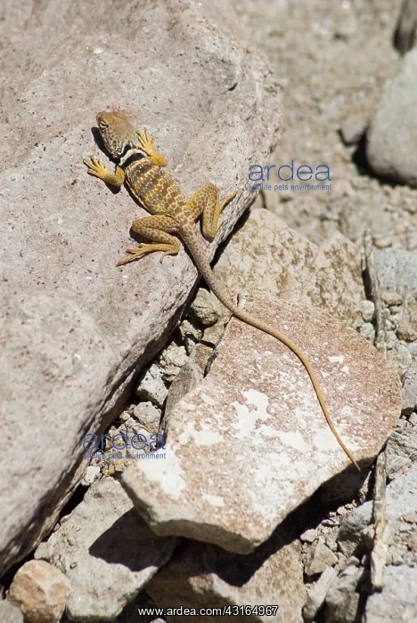 : Great Basin collared lizard : Great Basin collared lizard