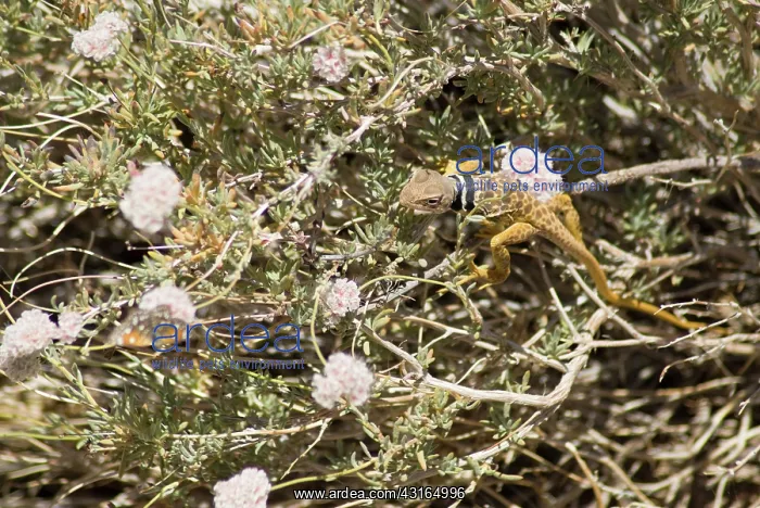 : Great Basin collared lizard : Great Basin collared lizard