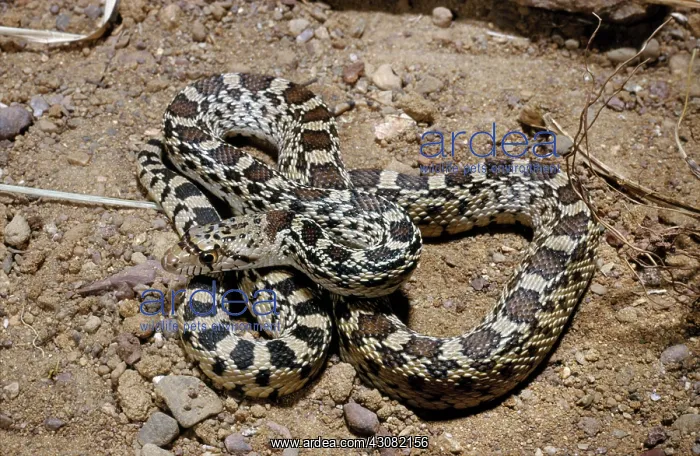 : Great Basin Gopher Snake : Great Basin Gopher Snake