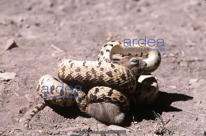 : Great Basin Gopher Snake - with prey (Golden Mantled : Great Basin Gopher Snake - with prey (Golden Mantled