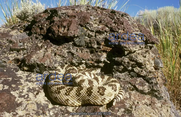 : Great Basin Rattlesnake : Great Basin Rattlesnake