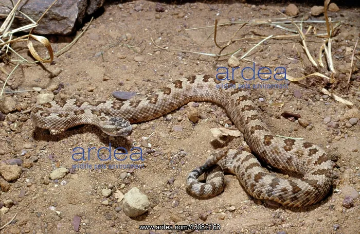 : Great Basin Rattlesnake : Great Basin Rattlesnake
