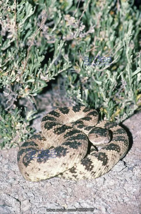 : Great Basin Rattlesnake : Great Basin Rattlesnake