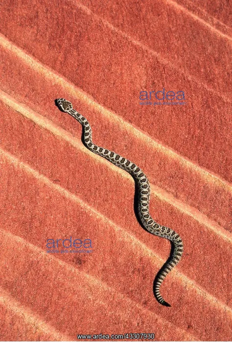 : Great Basin Rattlesnake - young : Great Basin Rattlesnake - young