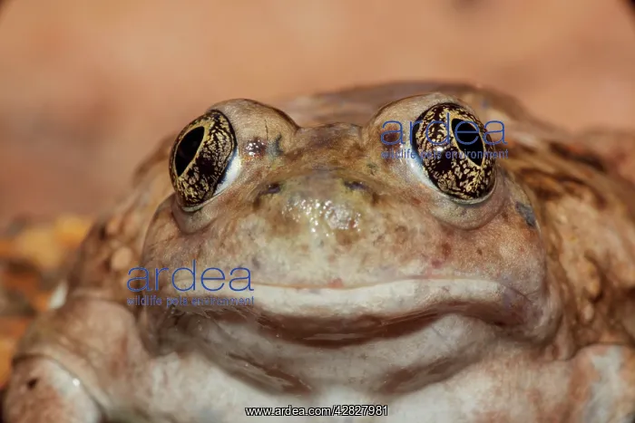 : Great Basin Spadefoot - Adult portrait : Great Basin Spadefoot - Adult portrait