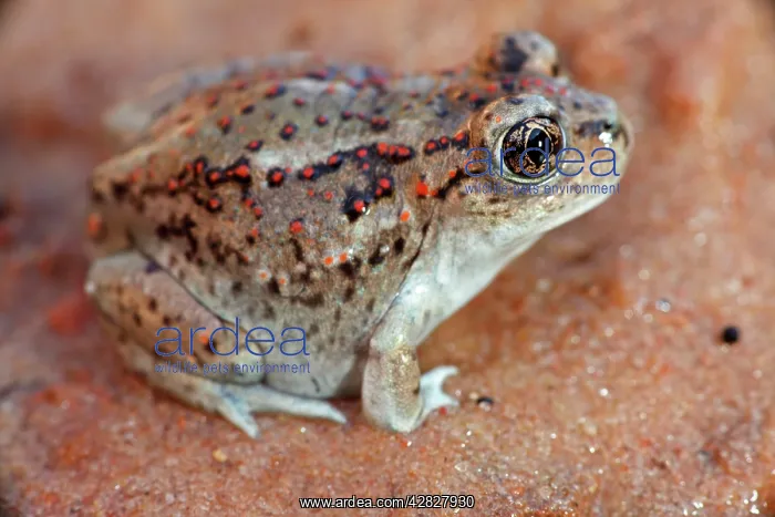 : Great Basin Spadefoot - Newly metamorphosed : Great Basin Spadefoot - Newly metamorphosed
