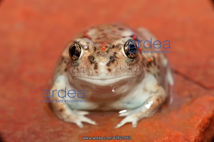  : Great Basin Spadefoot - Newly metamorphosed