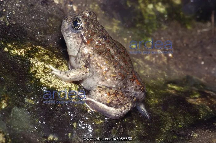 : Great Basin Spadefoot Toad : Great Basin Spadefoot Toad