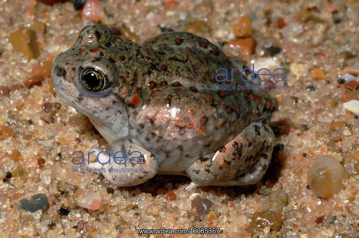 : Great Basin Spadefoot Toad : Great Basin Spadefoot Toad