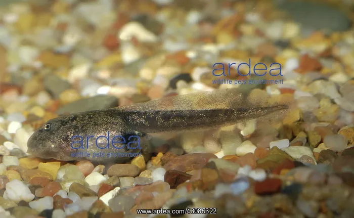 : Great Basin Spadefoot Toad tadpole : Great Basin Spadefoot Toad tadpole