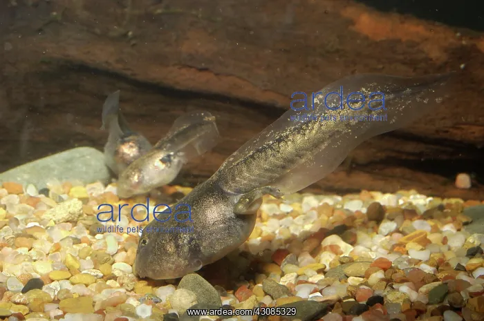 : Great Basin Spadefoot Toad tadpole : Great Basin Spadefoot Toad tadpole