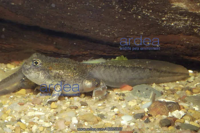 : Great Basin Spadefoot Toad tadpole : Great Basin Spadefoot Toad tadpole