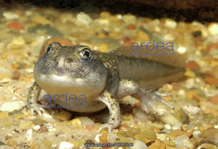 : Great Basin Spadefoot Toad tadpole : Great Basin Spadefoot Toad tadpole