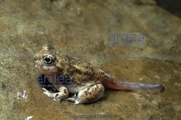  : Great Basin Spadefoot Toad tadpole