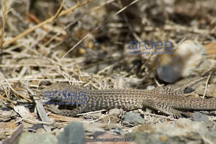  : Great Basin whiptail
