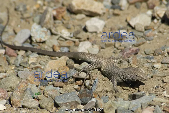 : Great Basin whiptail : Great Basin whiptail