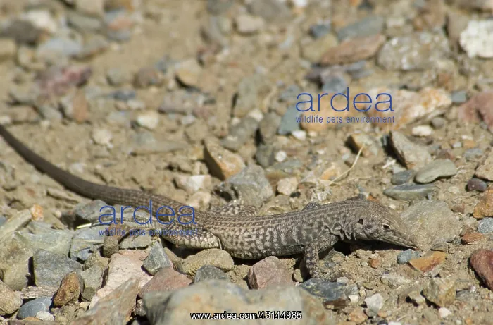 : Great Basin whiptail : Great Basin whiptail