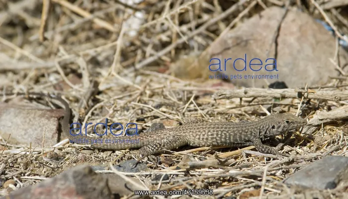 : Great Basin whiptail : Great Basin whiptail