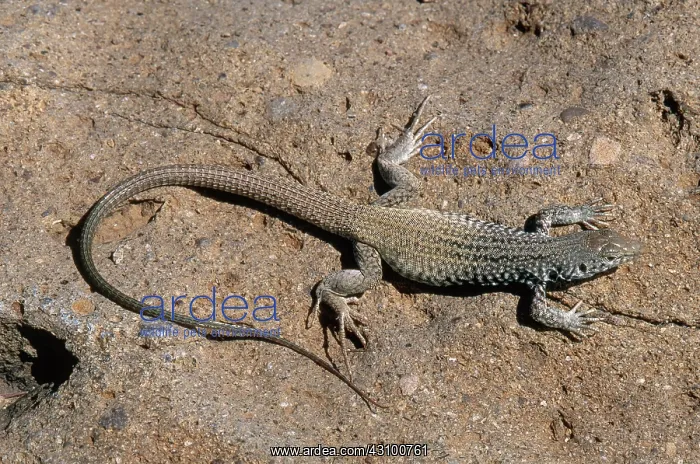 : Great Basin Whiptail Lizard : Great Basin Whiptail Lizard